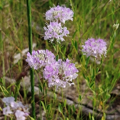 Warea cuneifolia