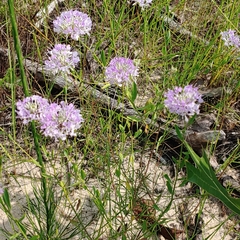 Warea cuneifolia