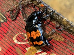 Nicrophorus investigator