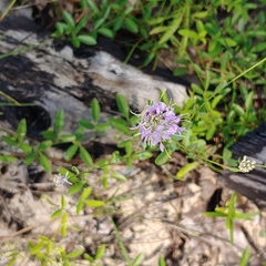 Warea cuneifolia