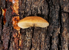 Crepidotus eucalyptorum