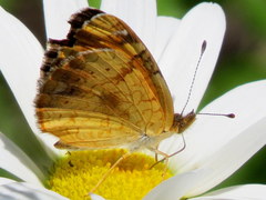 Phyciodes tharos image
