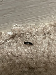 Stenolophus ochropezus