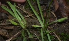 Hypoxis sessilis