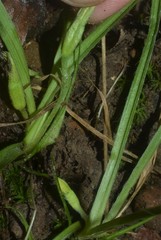 Hypoxis sessilis