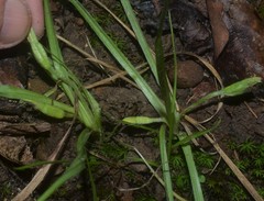 Hypoxis sessilis