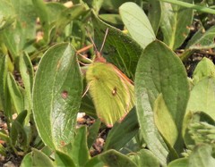 Colias meadii