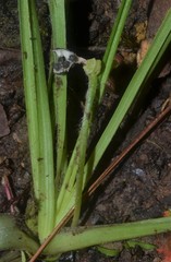 Hypoxis sessilis