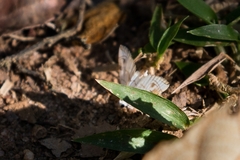 Pycnarmon