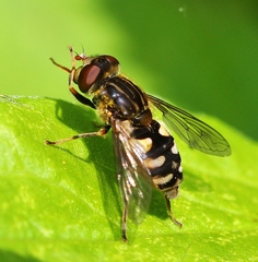 Parhelophilus rex