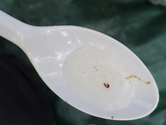 Austrosimulium