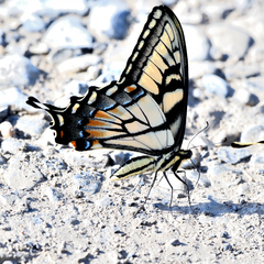 Papilio alexiares garcia