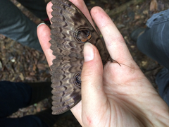 Erebus walkeri