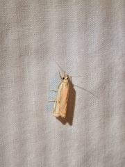 Crambus agitatellus