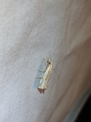 Crambus agitatellus