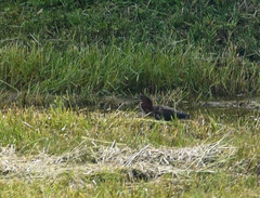 Butorides virescens image