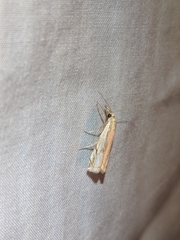 Crambus agitatellus