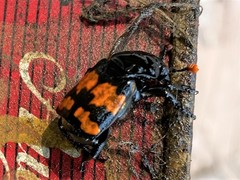 Nicrophorus investigator