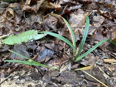 Carex styloflexa