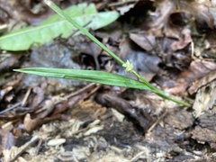 Carex styloflexa