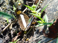 Adelpha iphicleola iphicleola
