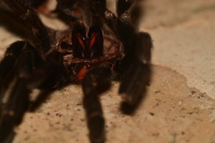 Psalmopoeus reduncus