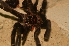 Psalmopoeus reduncus