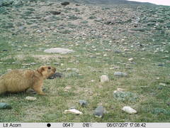 Marmota himalayana