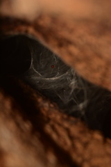 Psalmopoeus reduncus