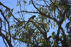 Barnardius zonarius zonarius