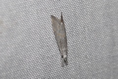 Haimbachia placidellus