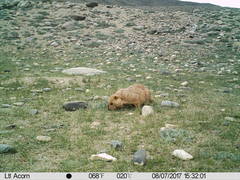 Marmota himalayana
