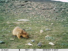 Marmota himalayana