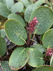 Salix reticulata