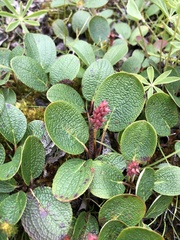 Salix reticulata