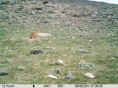 Marmota himalayana
