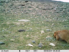 Marmota himalayana