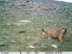 Marmota himalayana