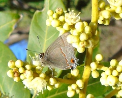 Electrostrymon hugon