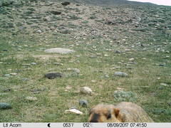 Marmota himalayana