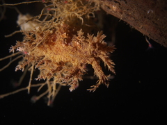 Dendronotus europaeus