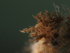 Dendronotus europaeus