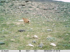 Marmota himalayana