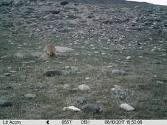 Marmota himalayana