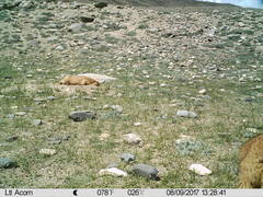 Marmota himalayana