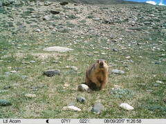Marmota himalayana