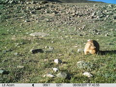 Marmota himalayana