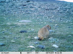 Marmota himalayana