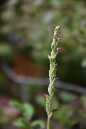 lesser rattlesnake plantain
