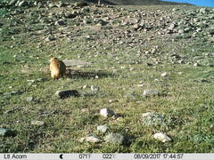Marmota himalayana